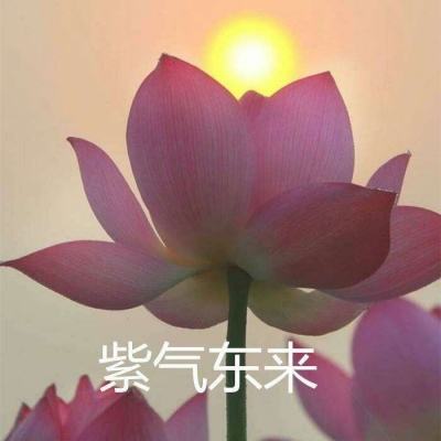 人中之龙ol日服下载